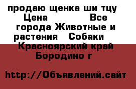 продаю щенка ши-тцу › Цена ­ 10 000 - Все города Животные и растения » Собаки   . Красноярский край,Бородино г.